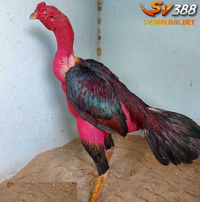 Alo789 đặc điểm gà đòn