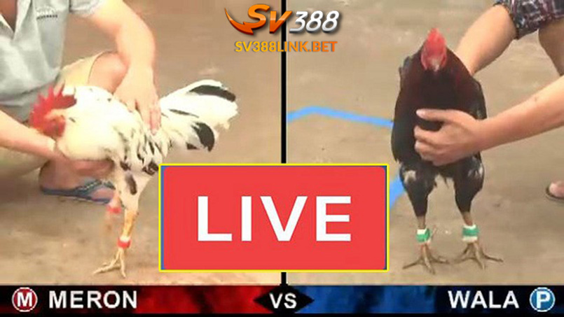 Alo789 tỷ lệ kèo khi đá gà đòn