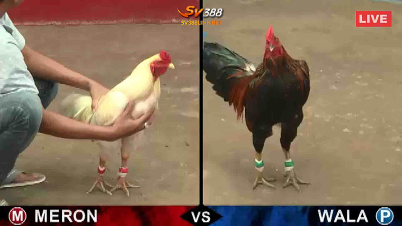 Bj88 phát trực tiếp đá gà miễn phí