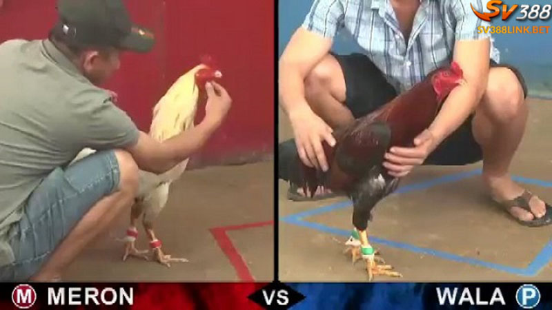 Các hình thức đá gà chủ yếu tại Campuchia