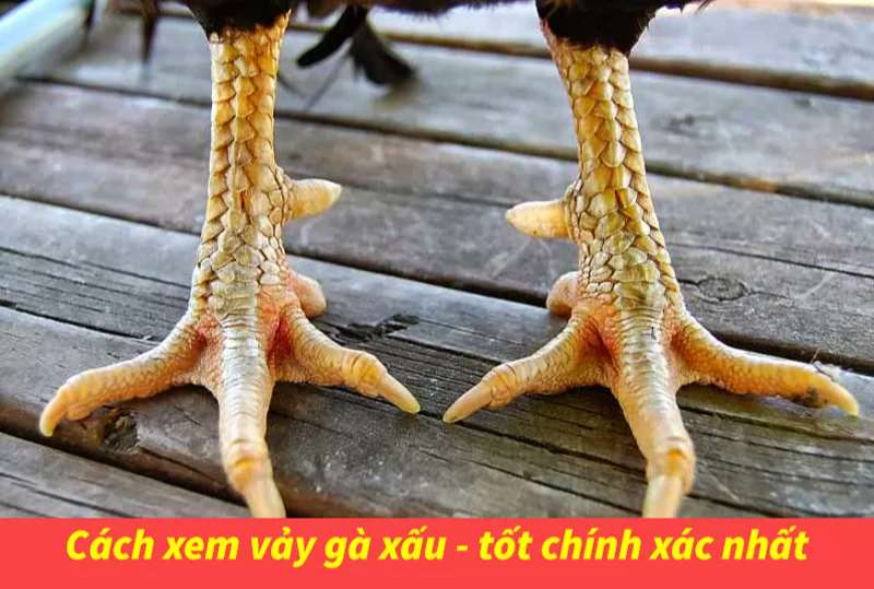 Xem vảy gà ưu điểm tốt giúp chọn được chiến kê chất lượng