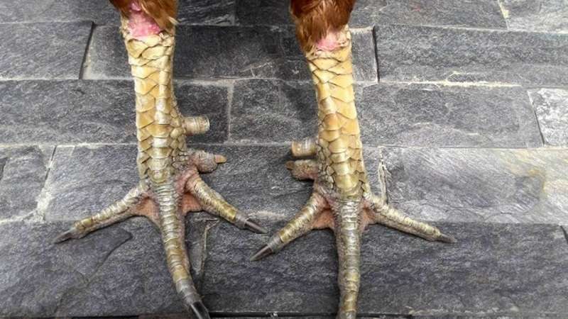 Xem vảy gà khai vương có khả năng chiến đấu cực tốt