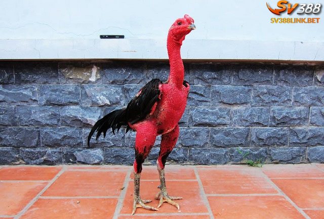 Chiến kê tham gia đá gà đòn Thomo