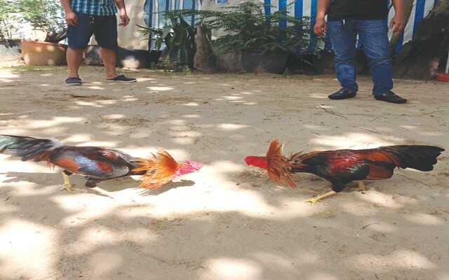 Hướng dẫn một số cách coi ngày đá gà thông dụng mang lại chiến thắng nhanh nhất