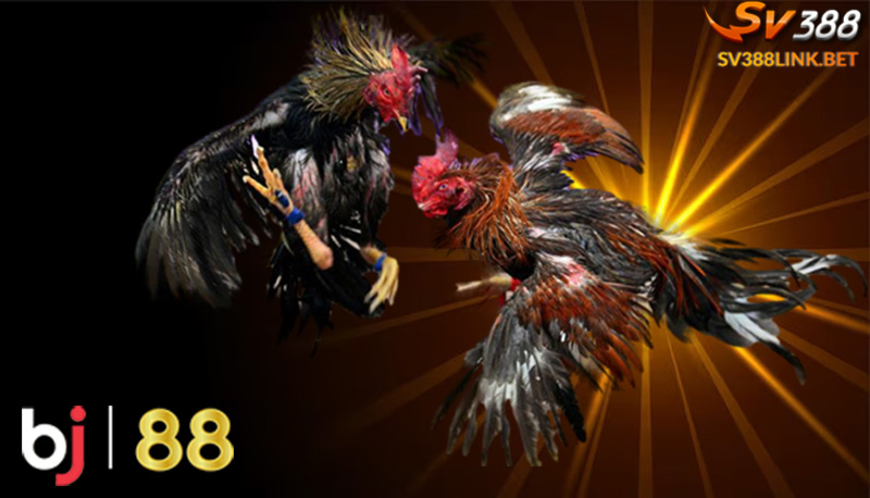 Đá gà Bj88 là gì?