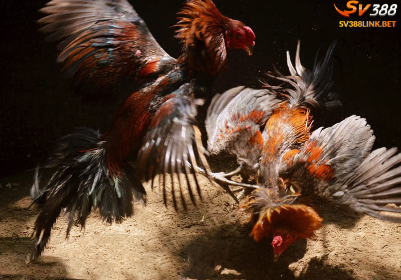 Đá gà cựa dao luôn được yêu thích đá gà sv388