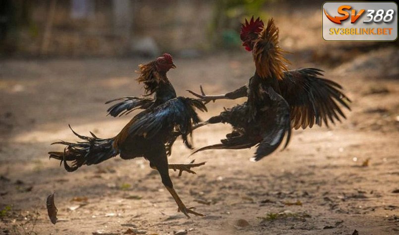 Đá gà cựa sắt và một số chiến kê phù hợp