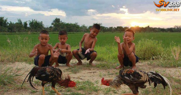 Đá gà đòn nổi tiếng ở Việt Nam