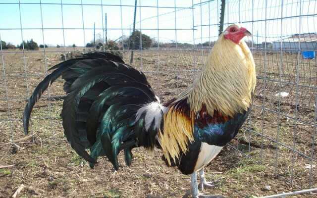 Luật chơi đá gà Mỹ thường thấy hiện nay