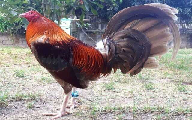 Một số điều thu hút chỉ có ở đá gà giống Mỹ