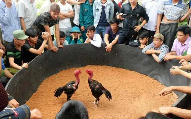 Đá gà nòi là gì?