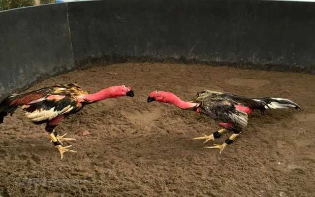 Hướng dẫn cách lựa chọn một con gà nòi để đá gà nòi