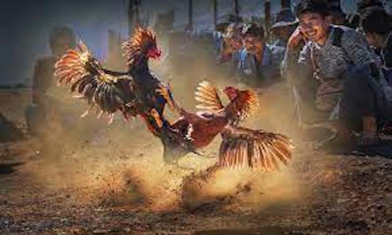 Kinh nghiệm khi chơi cược đá gà Philippines