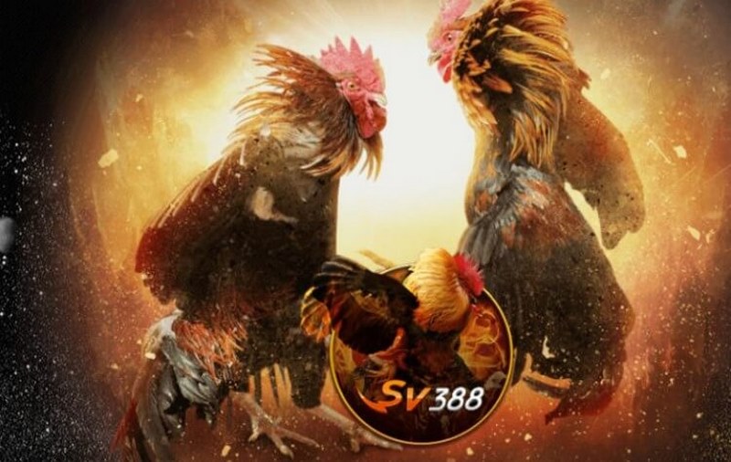 Đá gà sv388