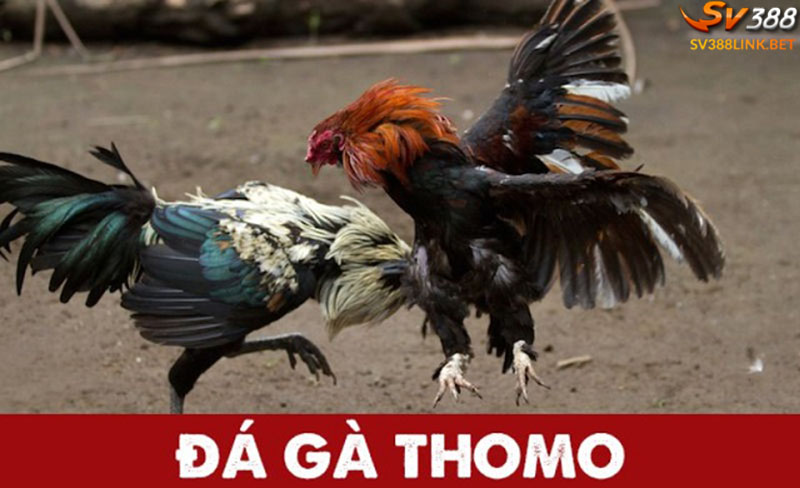 Trực tiếp đá gà thomo là gì?