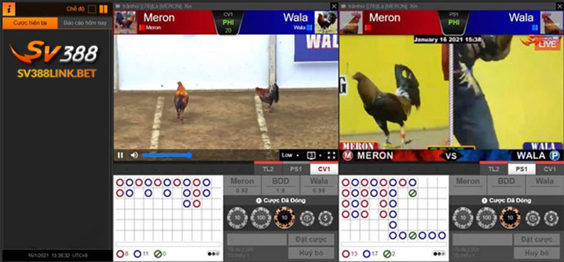 Giao diện cá cược đá gà alo789