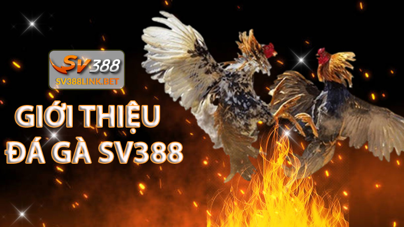 gioi-thieu-da-ga-thomo-sv388