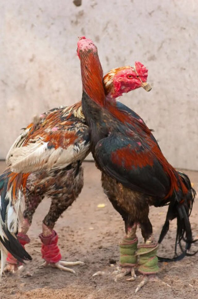 Đá gà là một trò chơi dân gian khá phổ biến tại Việt Nam trong các năm gần đây