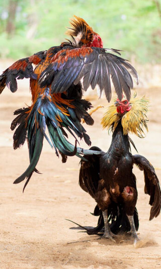 Hình ảnh gà chọi chiến đấu trên không cực sung