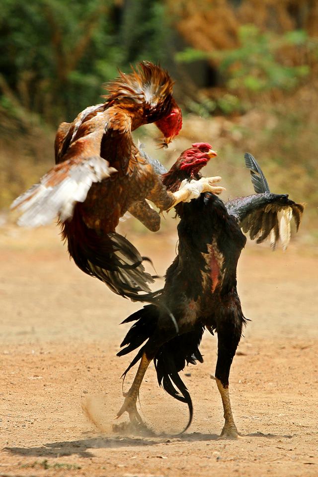 Hình ảnh đá gà chọi chiến đấu cực gay cấn