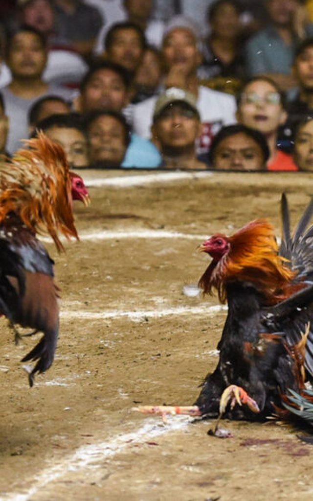 Hình ảnh gà chọi đánh nhau trên cát