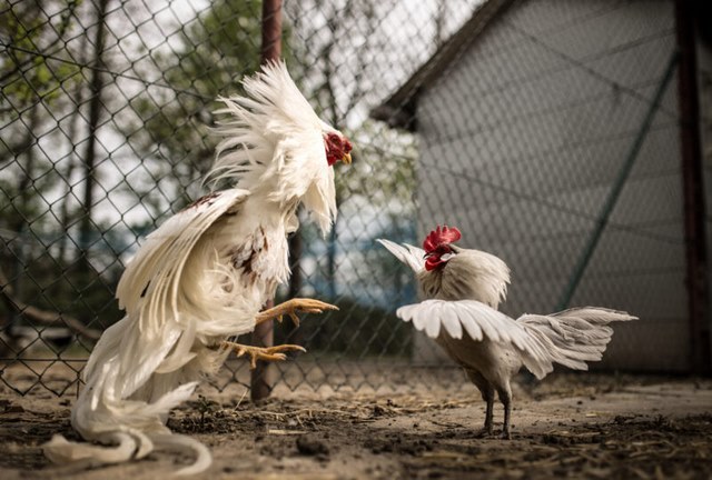 Hình ảnh những chú gà nhạn đá nhau