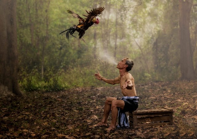 Hình ảnh gà đá được huấn luyện trước trận đấu