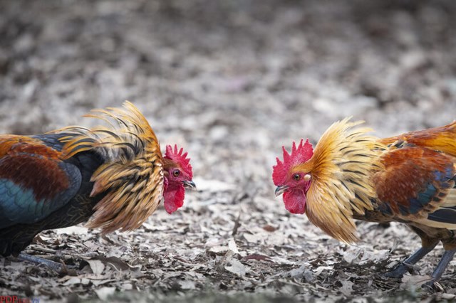 Hình ảnh 2 chiến kê cúi chào nhau trước giờ thi đấu