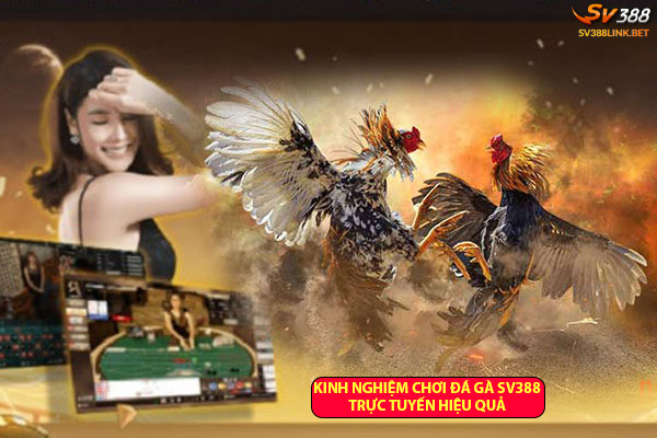 Những kinh nghiệm chơi đá gà trực tuyến hiệu quả