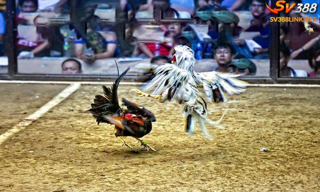 Nên xem đá gà cựa dao trực tiếp ở đâu?