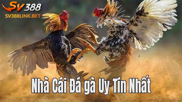 Nên xem trục tiếp đá gà đòn tại nhà cái uy tín nào?