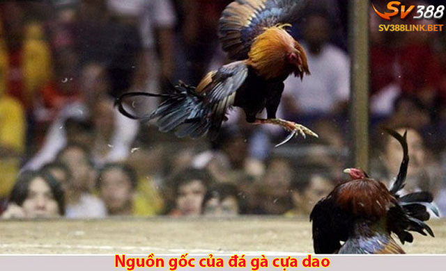 Nguồn gốc của đá gà cựa dao