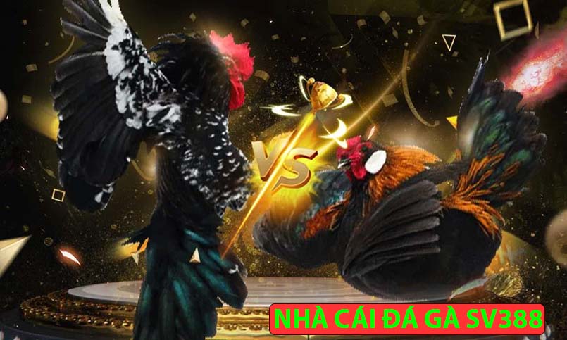 Nên xem đá gà đòn Thomo ở nhà cái đá gà SV388