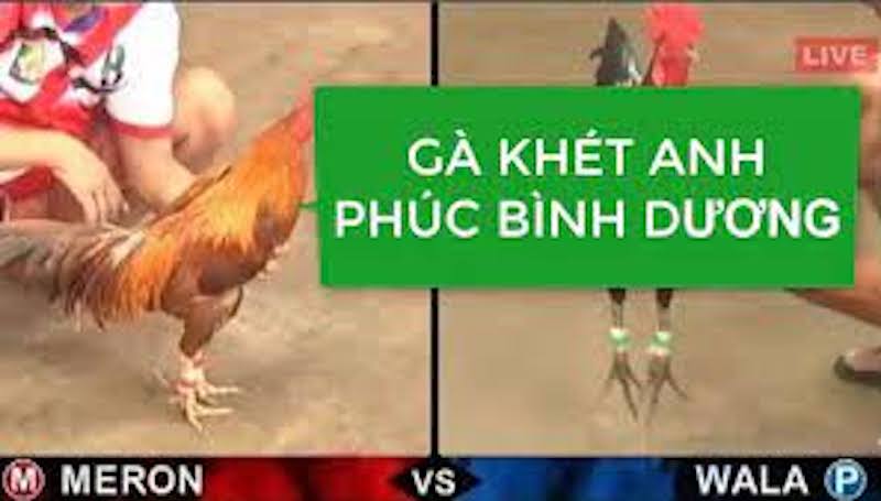 Những con gà nổi tiếng do Phúc Bình Dương sở hữu