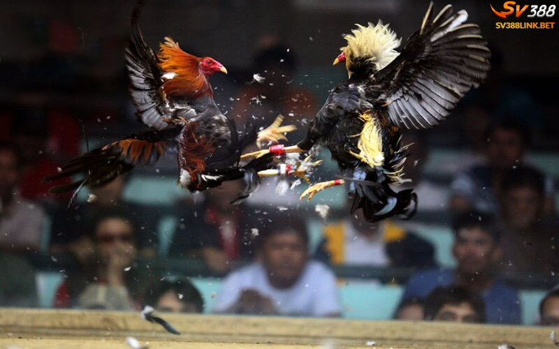 Sự hấp dẫn của đá gà cựa sắt