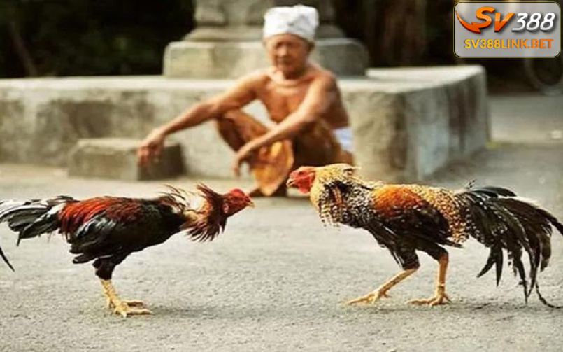 Sv388 đá gà cựa sắt gồm những loại nào?