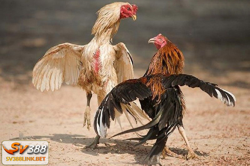 SV388 link - Địa chỉ cược đá gà cựa sắt số 1 cho cược thủ