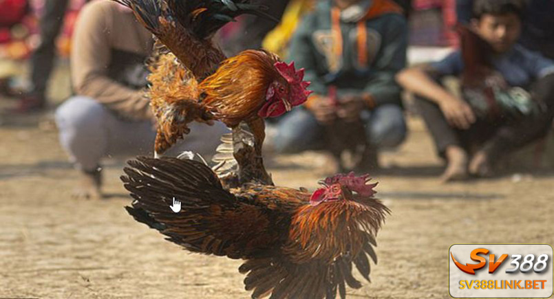 Sv388 link là nơi người chơi luôn lựa chọn