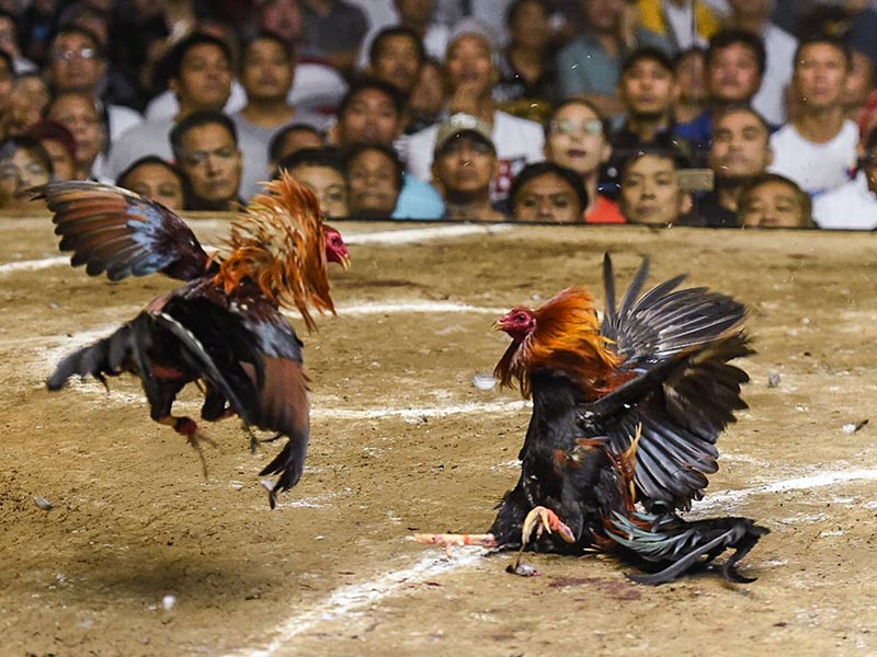 Tham gia đá gà cựa dao SV388link bằng nền tảng nào?