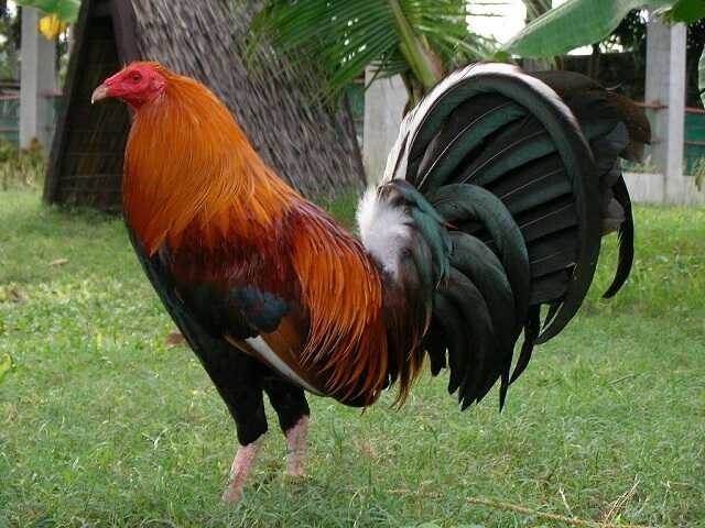 Công dụng của thuốc gà đá Red Tiger