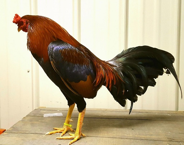 Hiểu thế nào về đá gà?