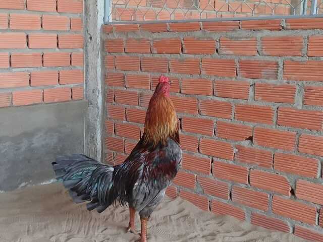 Tổng hợp top những trận đá gà hay nhất hiện nay