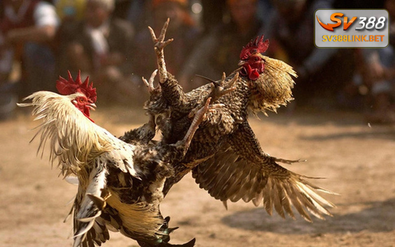 Trận đá gà tiền tỷ tại trường gà Thomo