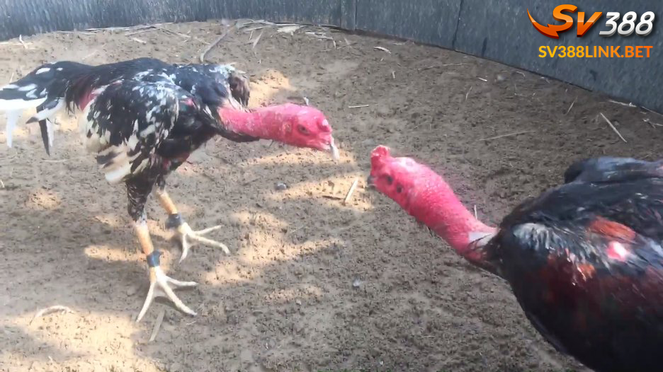 Trực tiếp đá gà đòn là gì?