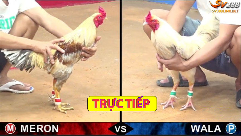 Trực tiếp đá gà sv388 mang đến trải nghiệm như thật