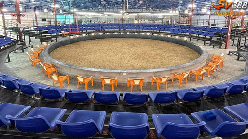 Trường đá gà trực tiếp Thomo