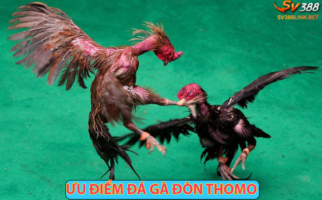 Ưu điểm của đá gà đòn Thomo được người chơi yêu thích