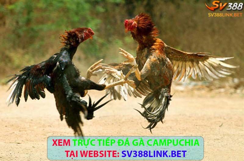 Xem trực tiếp đá gà Campuchia như thế nào