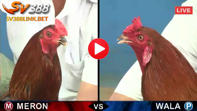 Xem đá gà đòn trực tiếp tiện lợi vô cùng