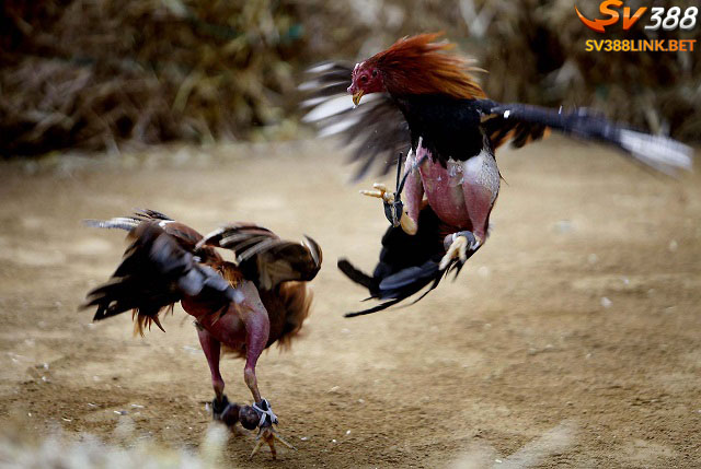 Xem trực tiếp đá gà cựa dao là gì?[